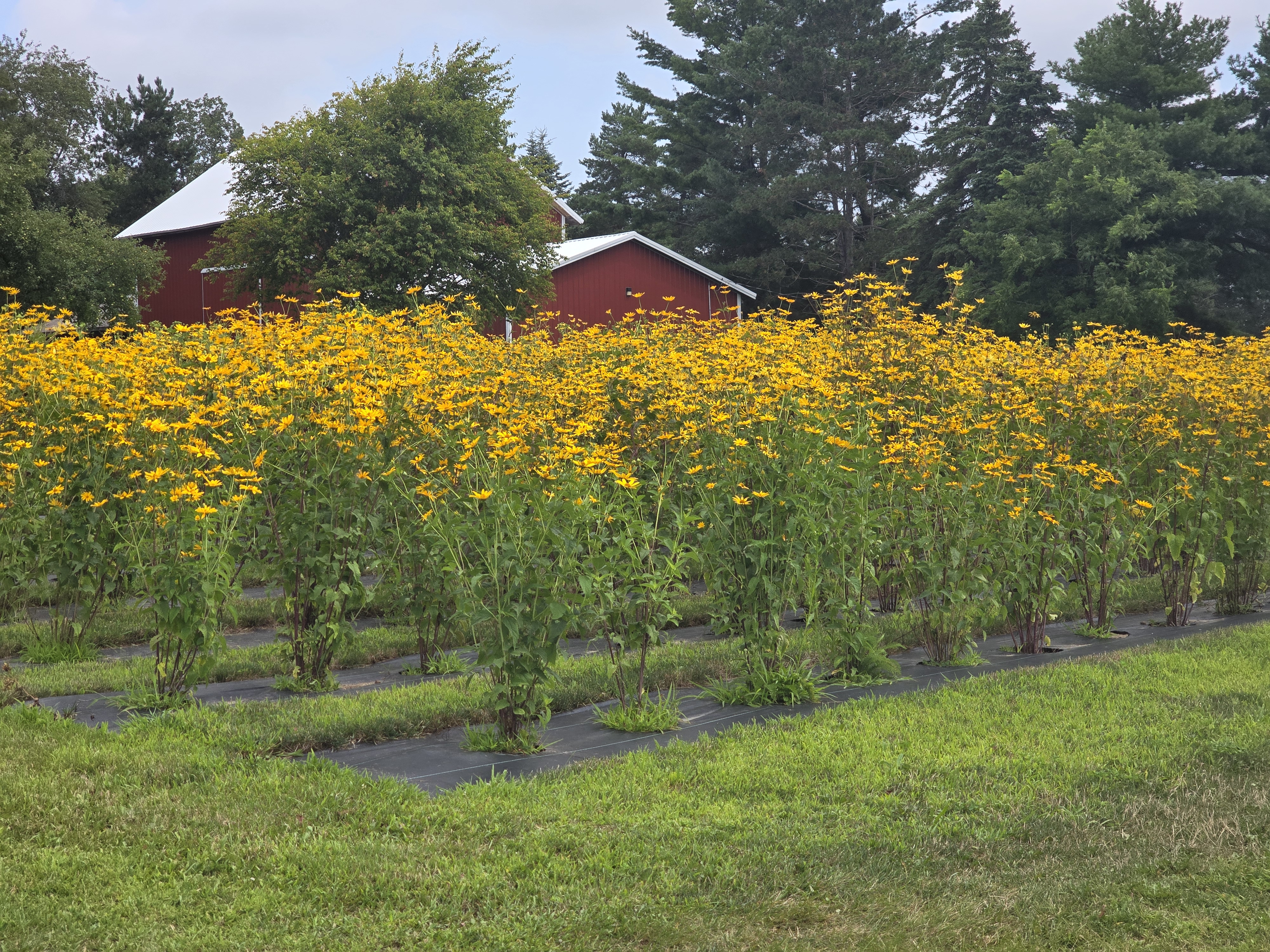 Rows of yellow wildflowers planted into landscape fabric.